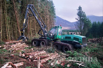 Процесс заготовки леса 